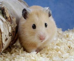 Hamster, used rodents as pets and laboratory animals puzzle
