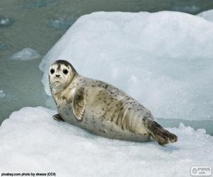 Harbor seal puzzle