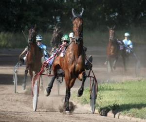 Harness racing puzzle
