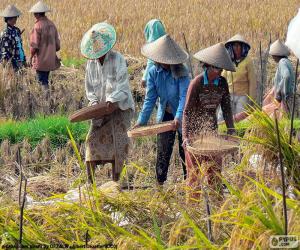 Harvesting rice, Indonesia puzzle