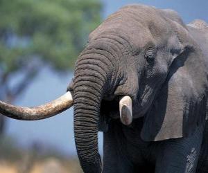 Head of a large elephant puzzle