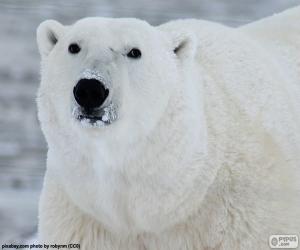 Head of a polar bear puzzle