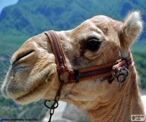 Head of Arabian camel puzzle