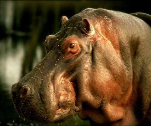 Head of hippopotamus, or hippo puzzle