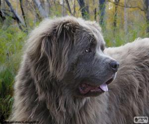 Head of Newfoundland puzzle