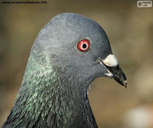 Head of rock dove puzzle