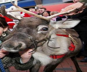 Head of Santa Claus's reindeer puzzle