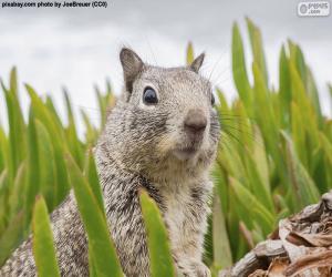 Head of squirrel puzzle