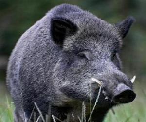 Head of wild boar with tusks puzzle