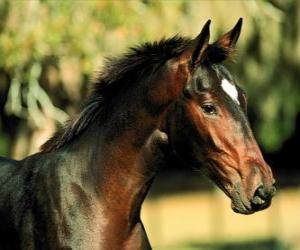 Head, thoroughbred horse, side view puzzle