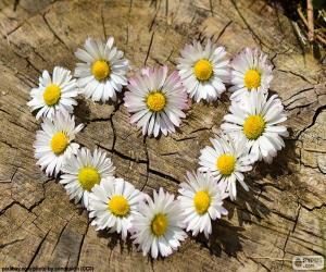 Heart of daisies puzzle