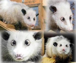 Heidi, Opossum Zoo Leipzig, Germany puzzle