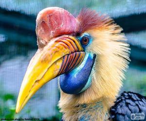 Helmeted hornbill puzzle