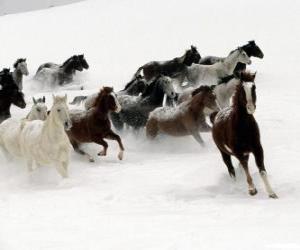 Herd of horses running in snow puzzle