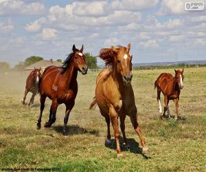 Herd of horses puzzle