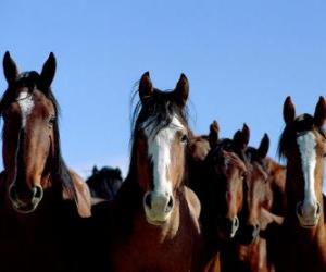 Herd of mustangs puzzle