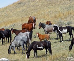 Herd of wild horses puzzle
