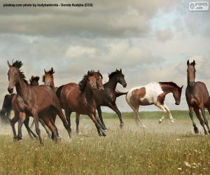 Herd wild horses puzzle