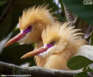 Herons at Petulu, Bali puzzle