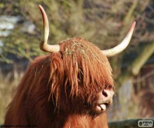 Highland cow head puzzle