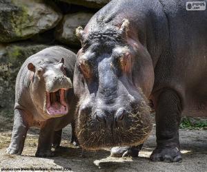 Hippopotamus next to his calf puzzle