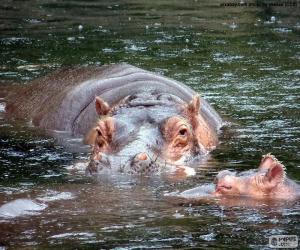 Hippos in the water puzzle