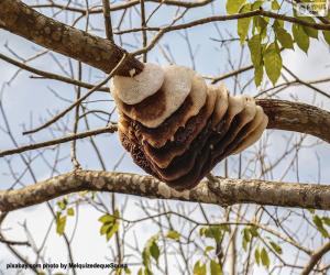 Hive in a tree puzzle