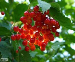 Holly with its red fruits puzzle