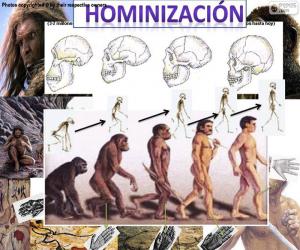 Hominization process puzzle