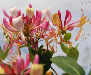 Honeysuckle flower puzzle