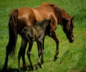 Horse and foal puzzle