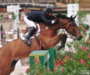 Horse and rider passing an obstacle in a jumping contest puzzle