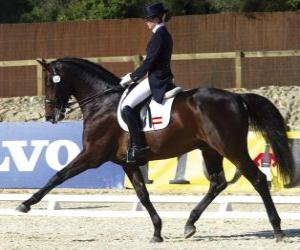 Horse and rider performing a dressage exercise puzzle
