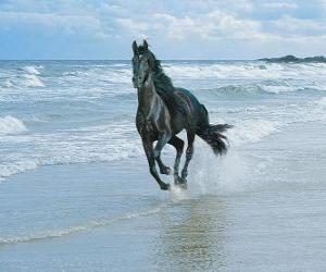 Horse, black galloping on the beach puzzle
