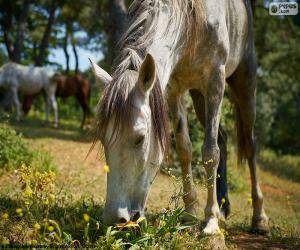 Horse grazing puzzle