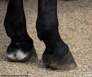 Horse hooves puzzle