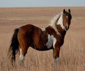 Horse with spots in the skin puzzle