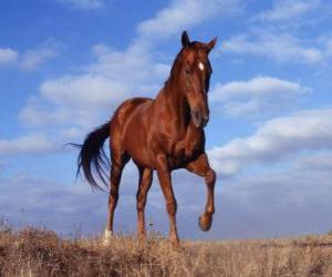 Horse puzzle