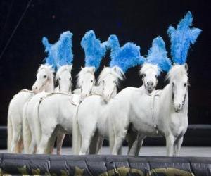 Horses acting in a circus puzzle