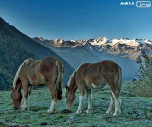 Horses grazing puzzle