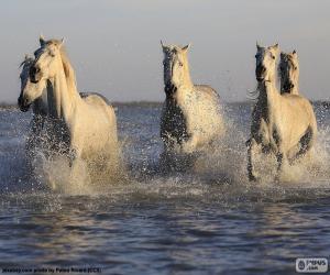 Horses in water puzzle