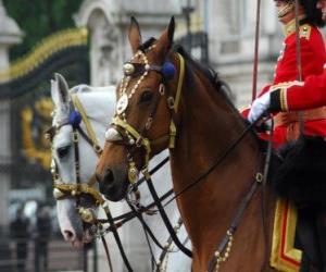 Horses with ornaments puzzle