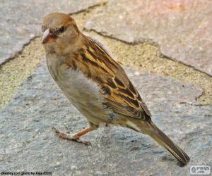 House sparrow puzzle