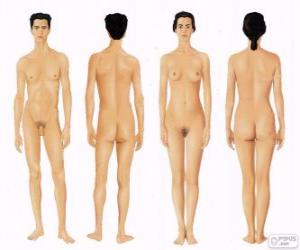 Human body of man and woman from front and back puzzle