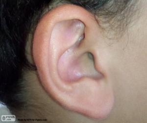 Human ear puzzle