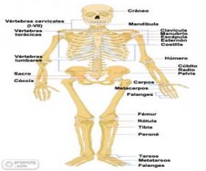 Human skeleton. The bones of the human body (Spanish) puzzle