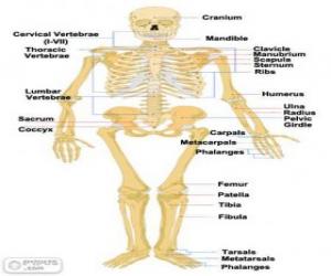 Human skeleton. The bones of the human body (English) puzzle