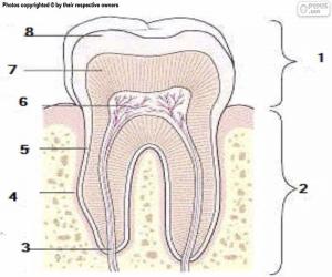 Human tooth puzzle