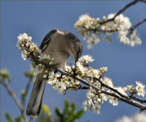 Hummingbird by pricking a flower puzzle