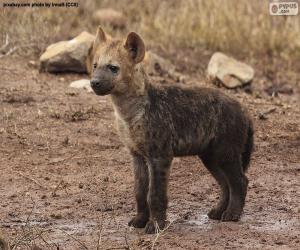 Hyena puppy puzzle